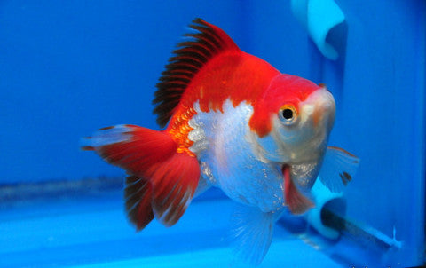 Short Body Ryukin Goldfish – Green Fingers Aquarist