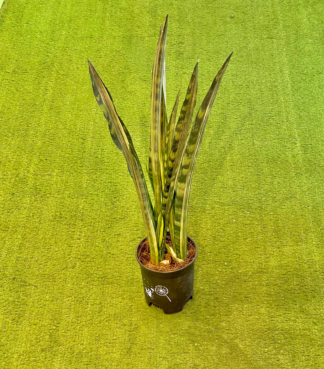 Sansevieria ”Bantel’s Sensation”