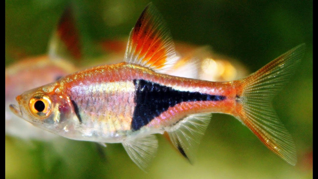 Harlequin Rasbora