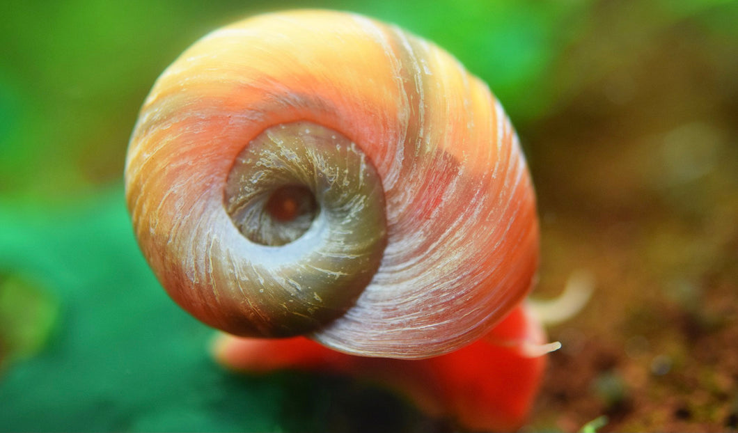 Ramshorn Snail