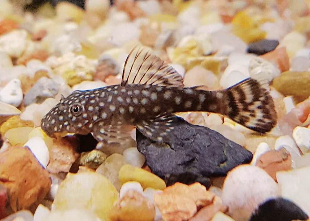 Black Bristlenose Pleco