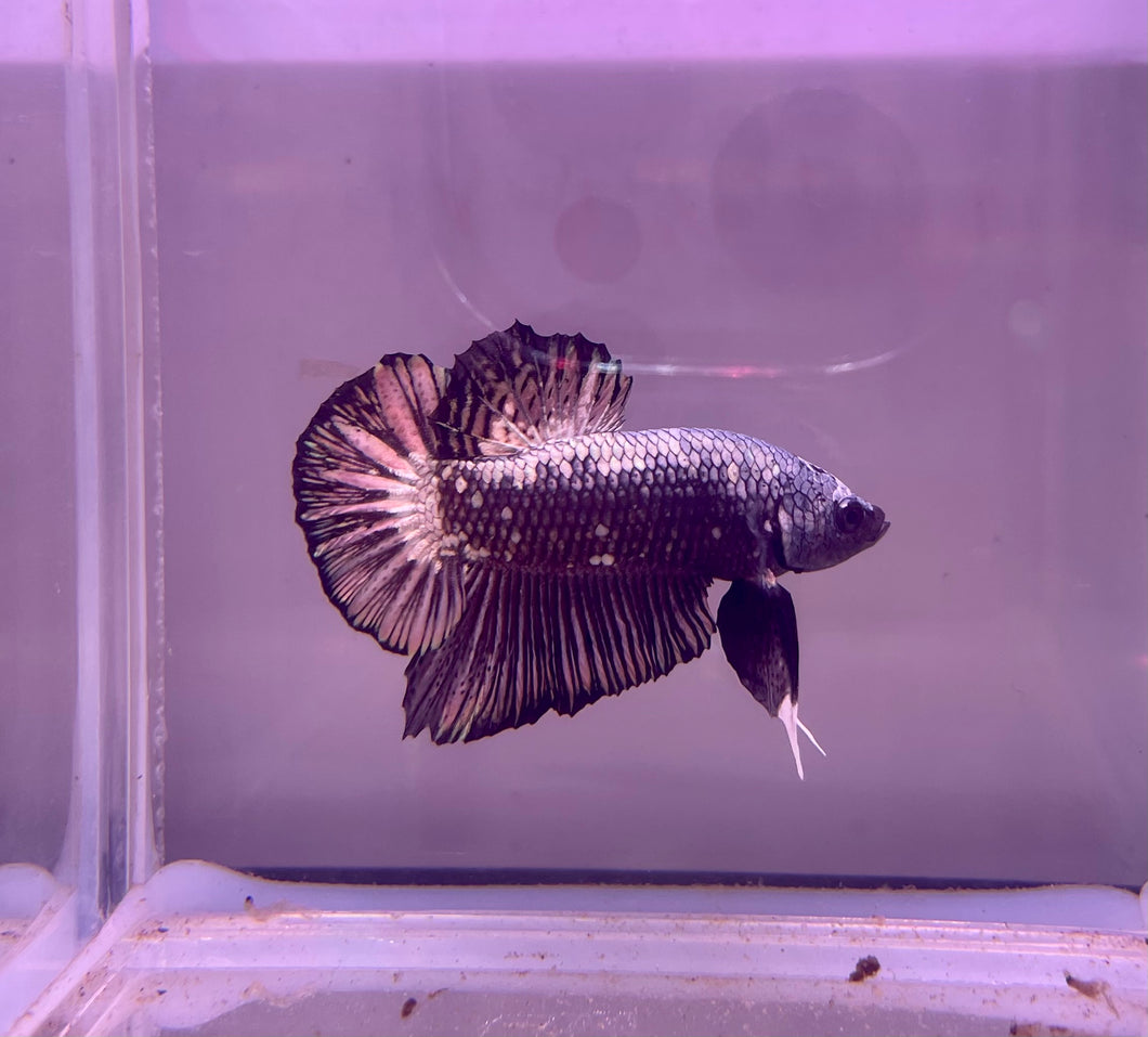 Black Samurai Betta