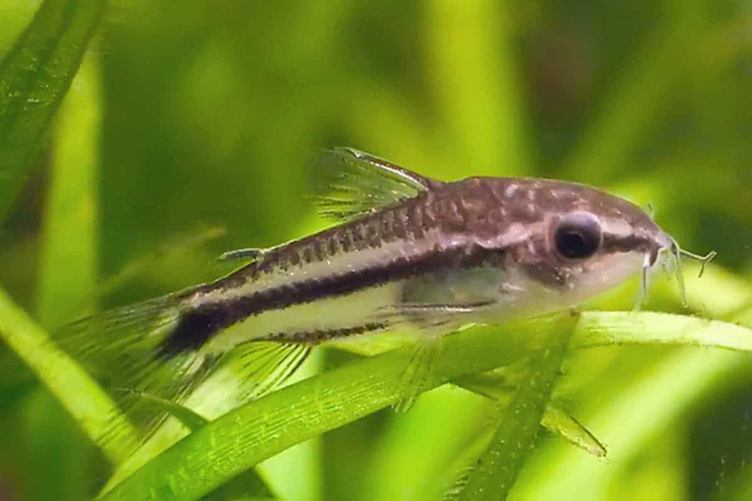 Pygmy Corydoras