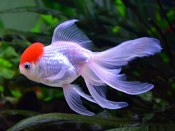 Red Cap Oranda