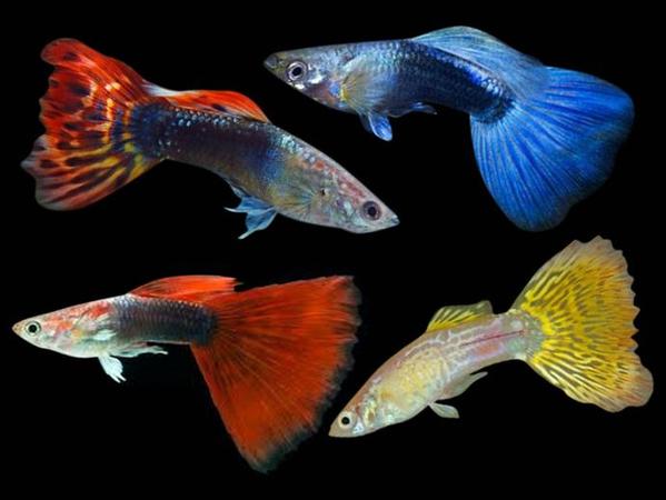 Assorted Male Guppy