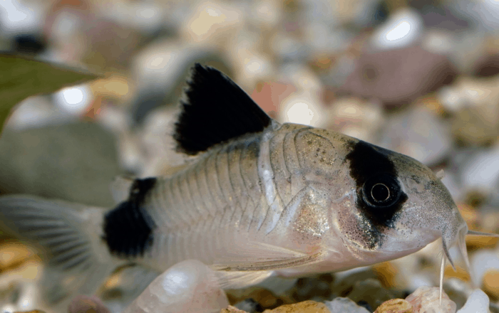 Panda Corydoras