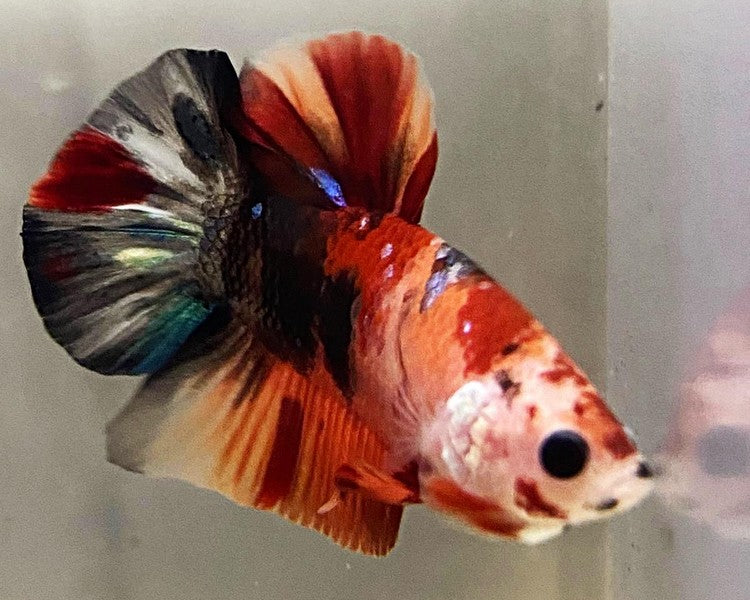 Candy Giant Betta