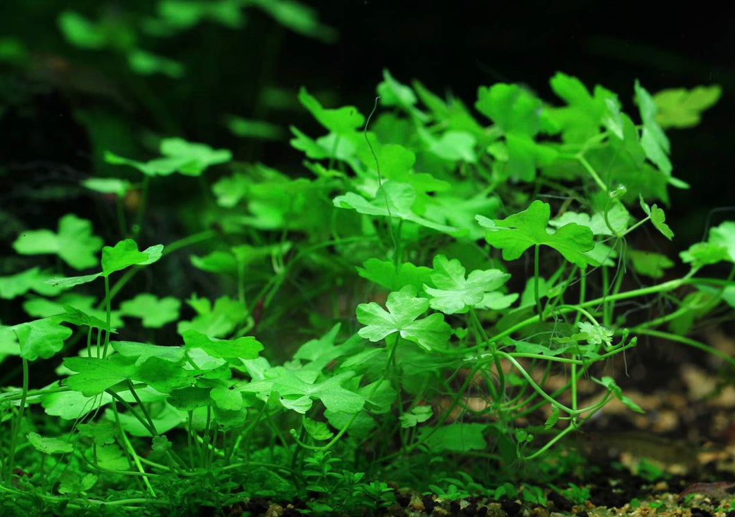 Hydrocotyle Tripartita