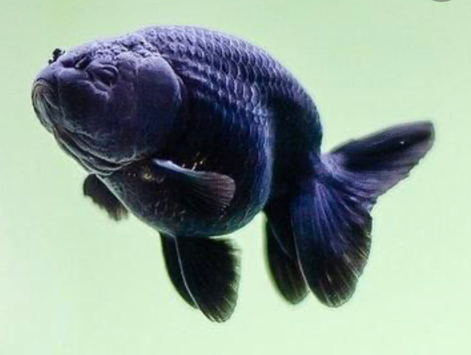 Black Ranchu Goldfish