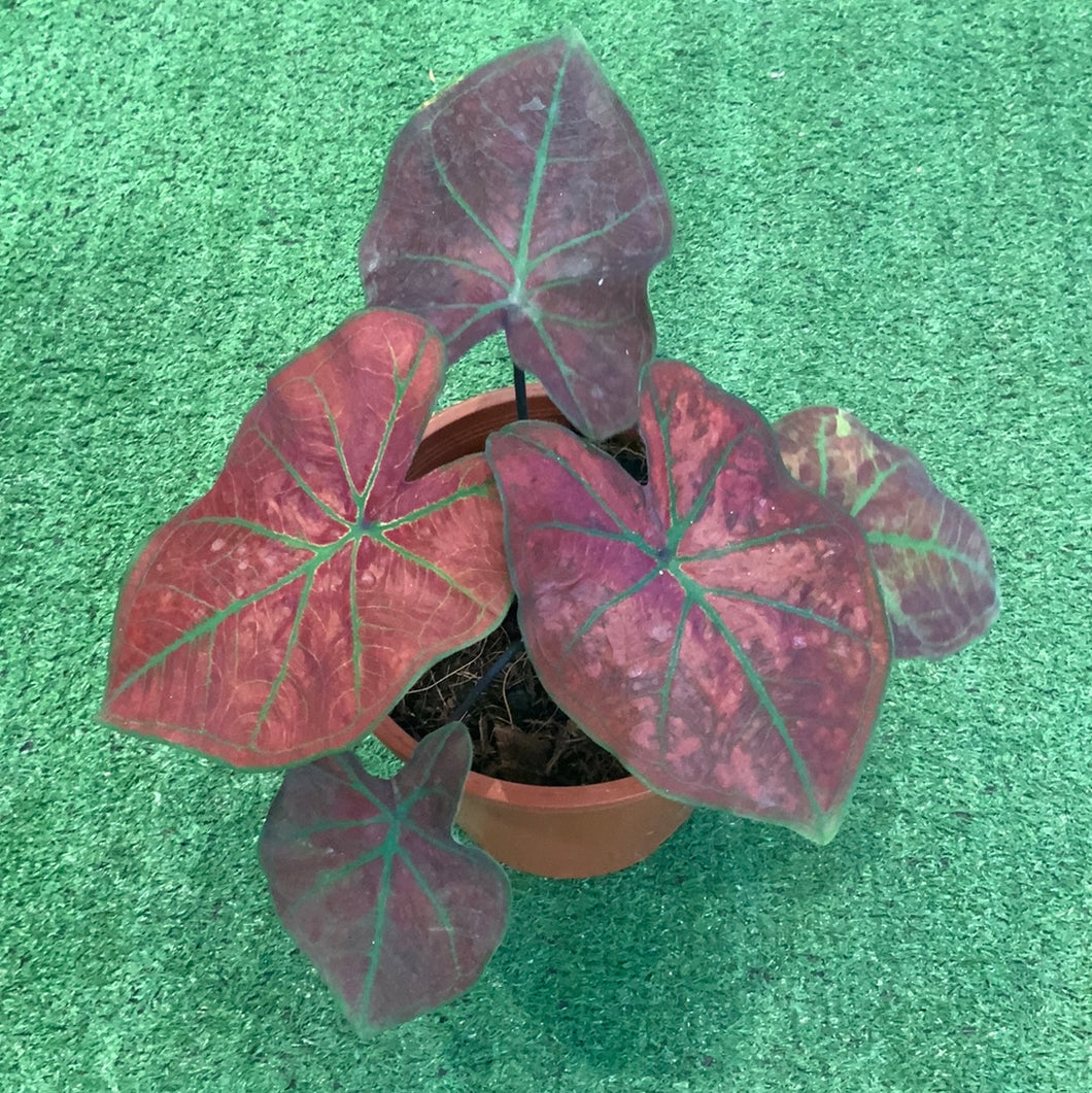 Caladium Bleeding Heart