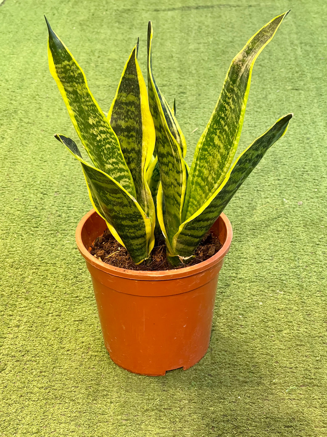 Sansevieria Laurentii