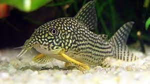 Sterbai Corydoras