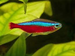 Cardinal Tetra