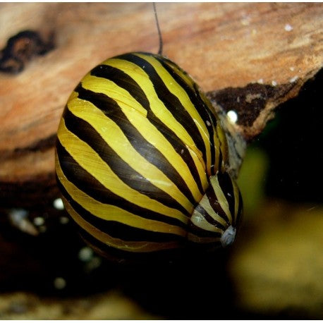 Zebra Nerite Snail