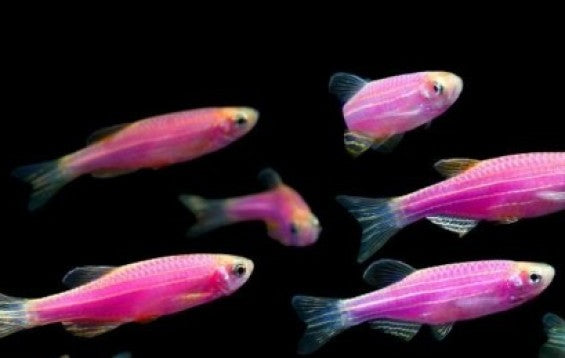 Pink Zebra Danio