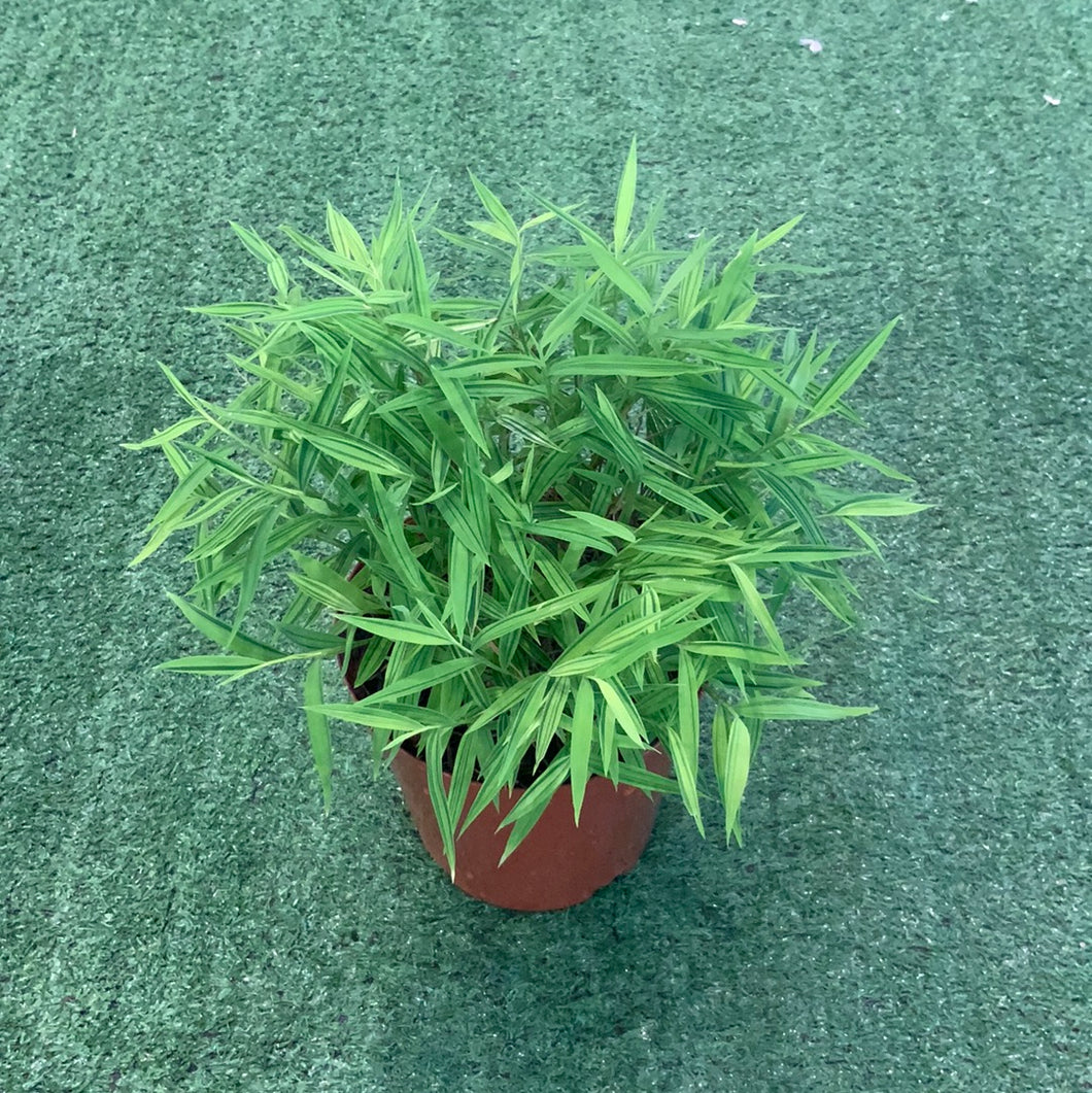 Variegated Mini Bamboo