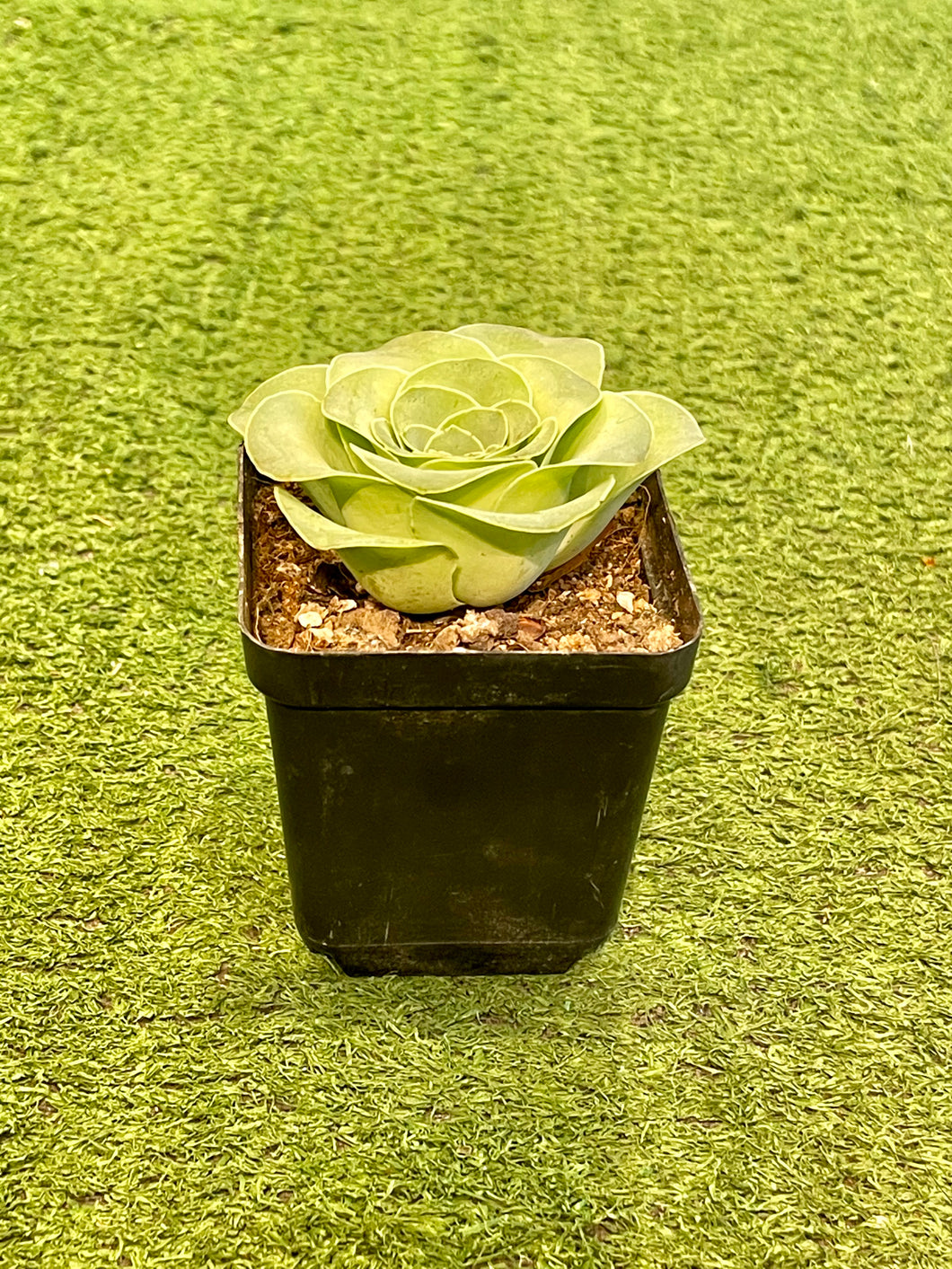 Rose Succulent