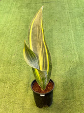 Load image into Gallery viewer, Sansevieria Masoniana
