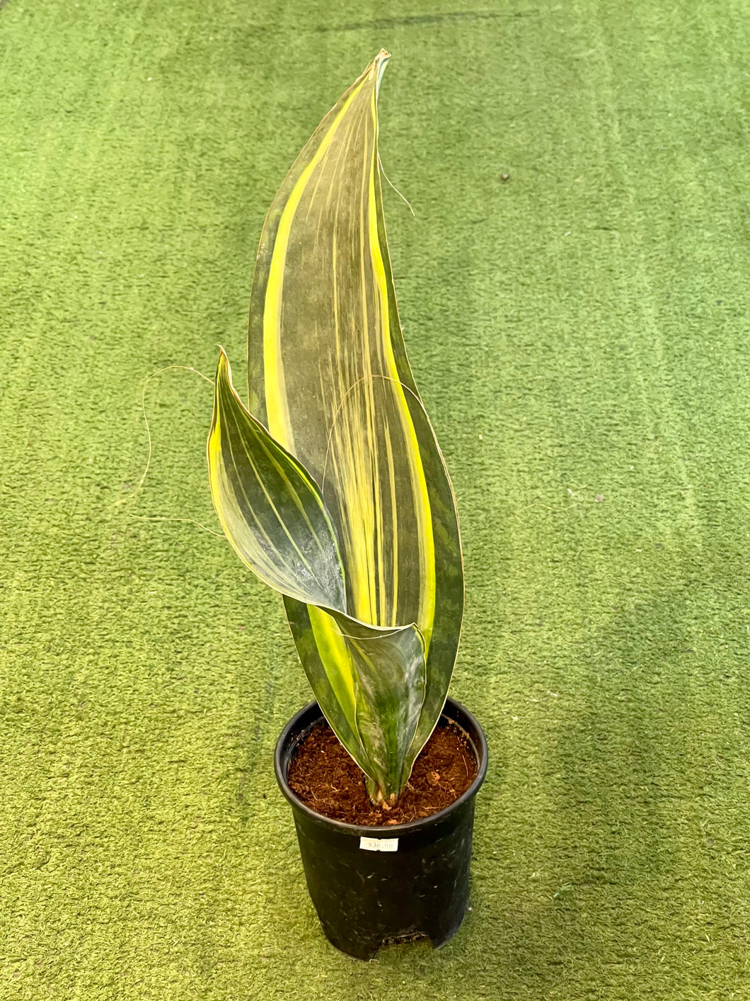 Sansevieria Masoniana