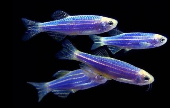 Blue Zebra Danio