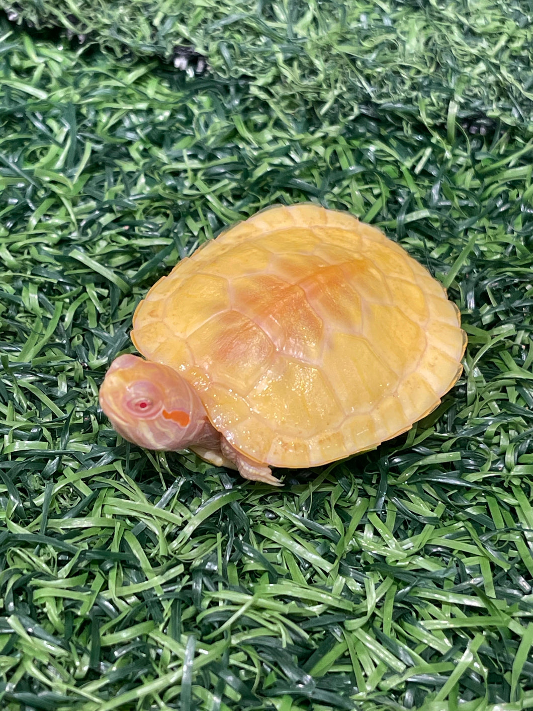 Albino Red Eared Sliders