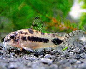 Habrosus Corydoras