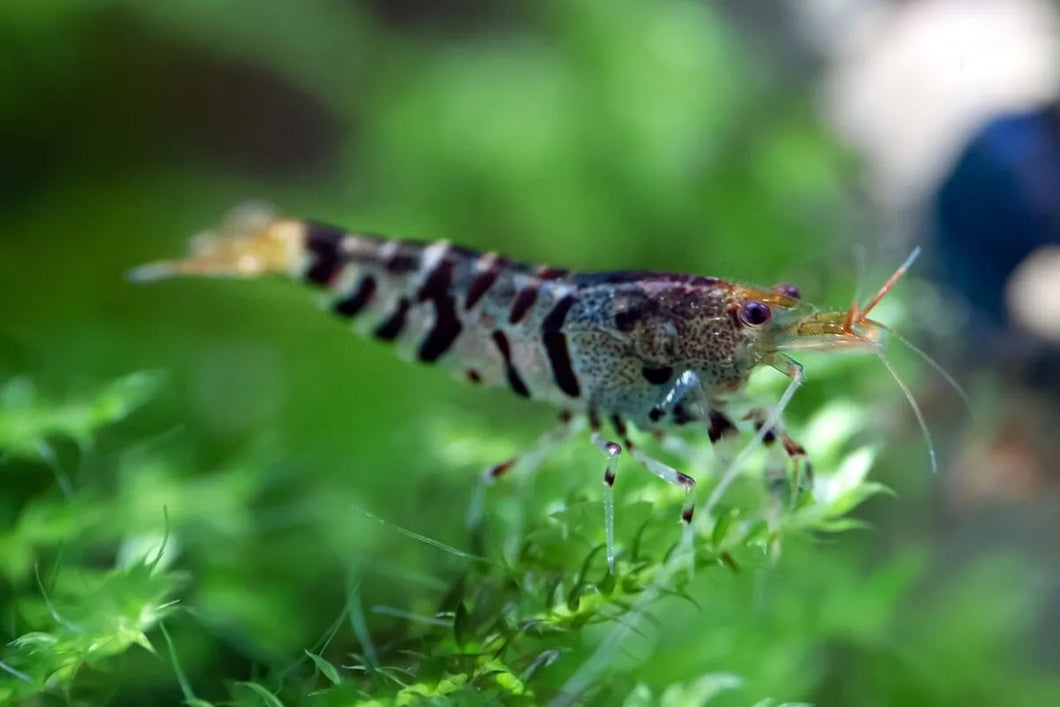 Tiger shrimp