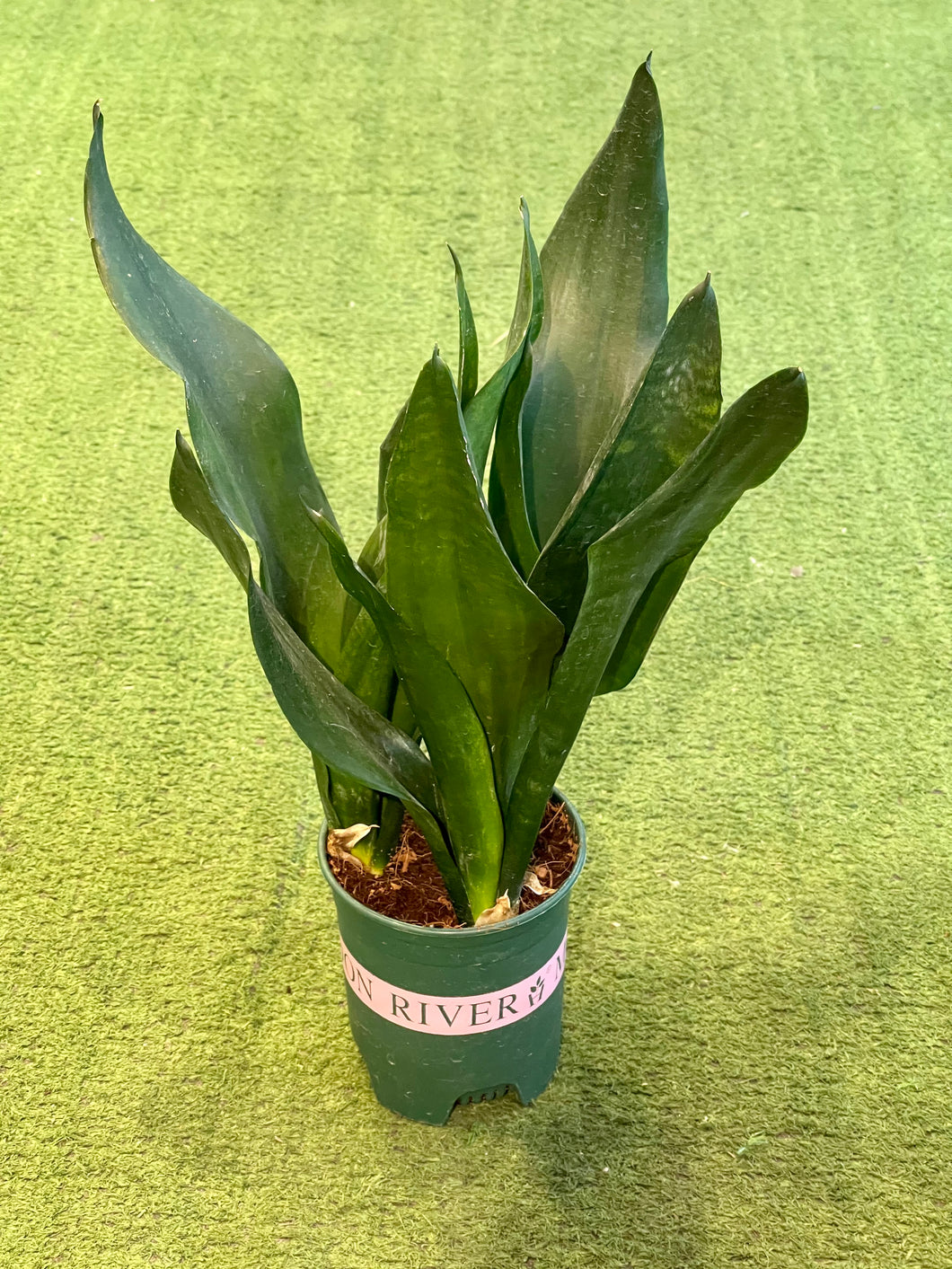 Sansevieria Black Robusta