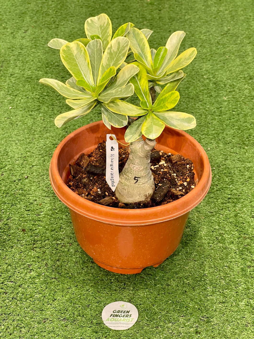 Variegated Desert Rose