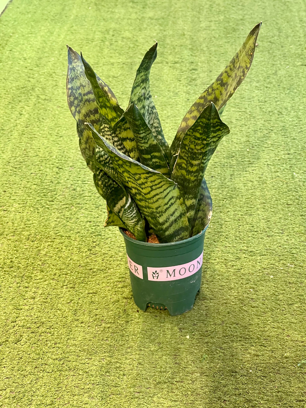 Sansevieria Robusta