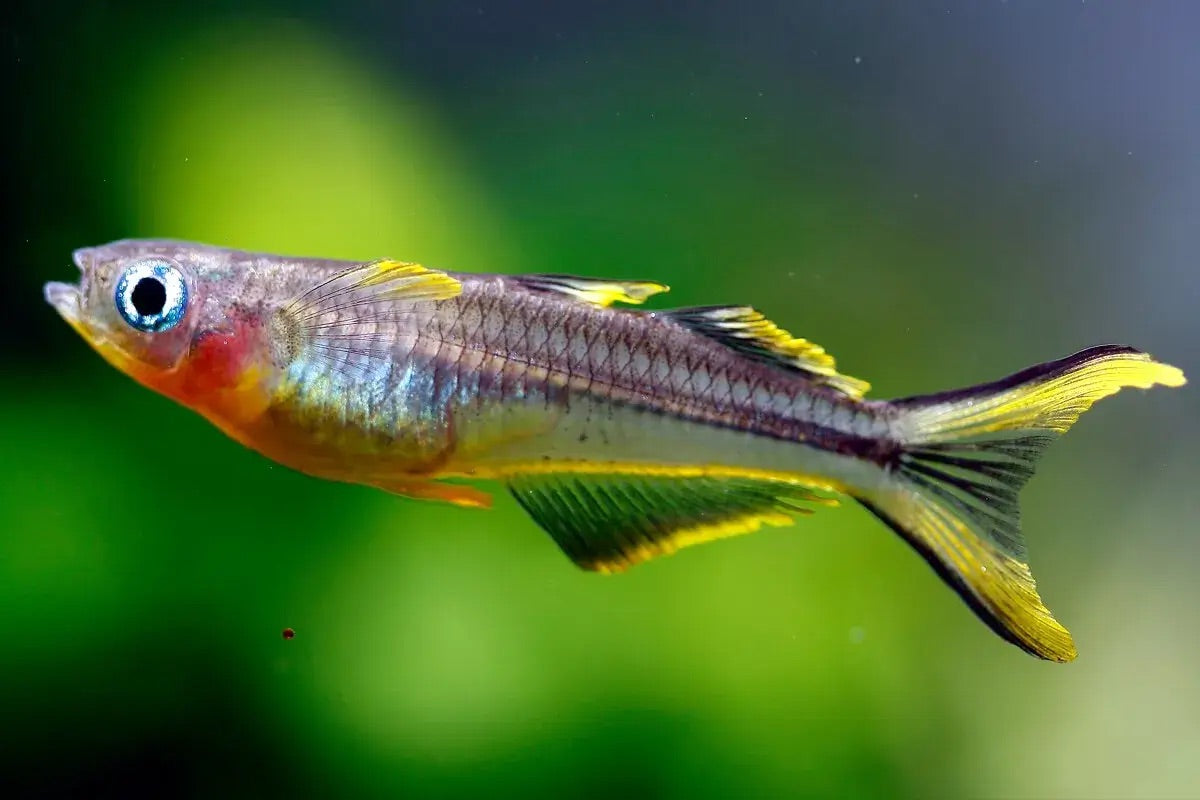 Rainbow Forktail Furcata – Green Fingers Aquarist