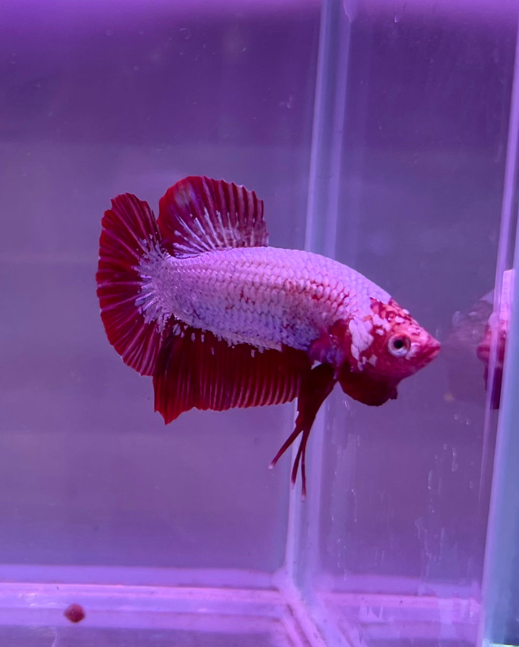 Red Dragon Betta