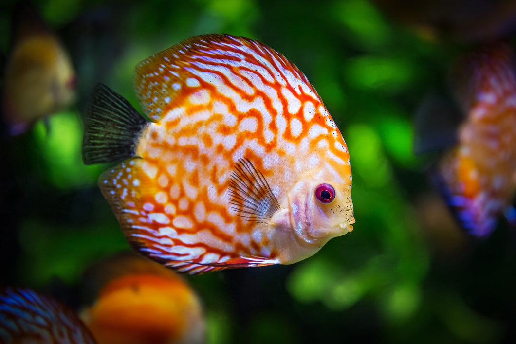 Discus