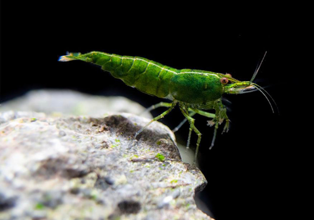 Green Jade Shrimp