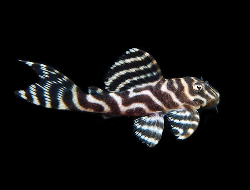 L333 White Tiger King Pleco