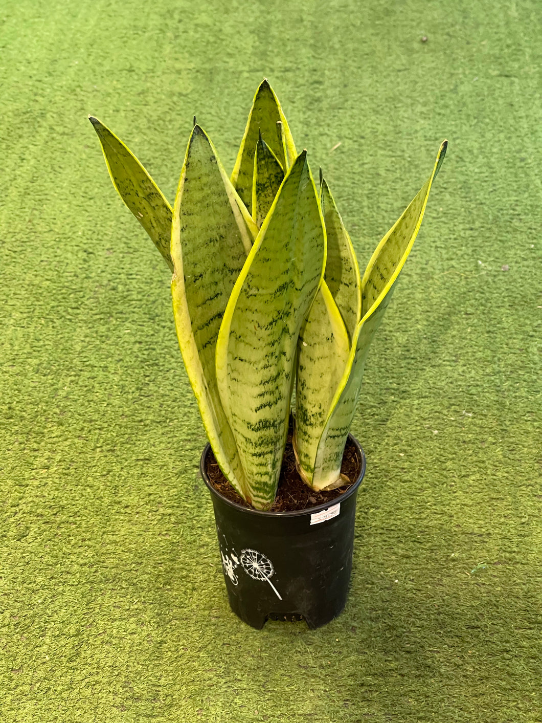 Sansevieria Futura Superba