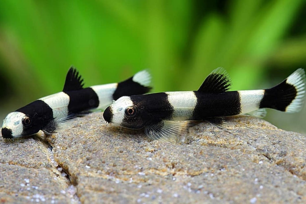 Panda Loach