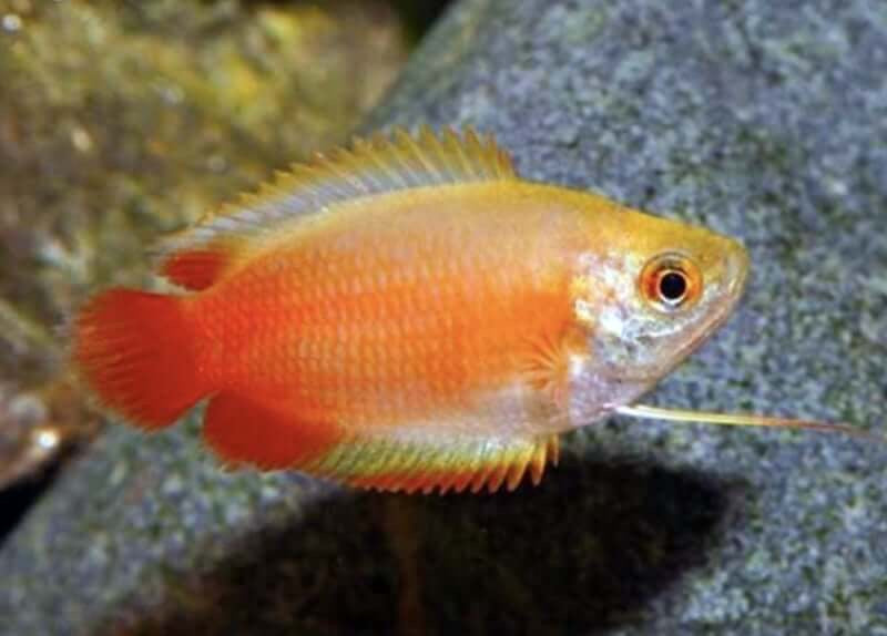 Honey Gourami