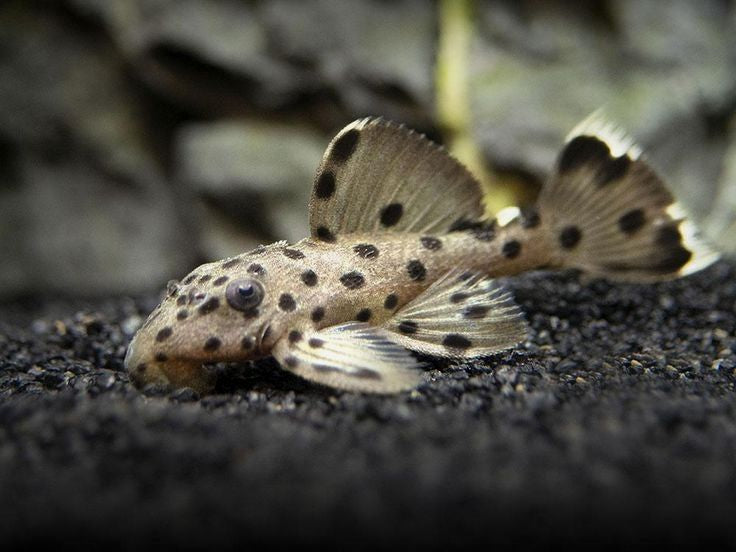 L264 Sultan Pleco