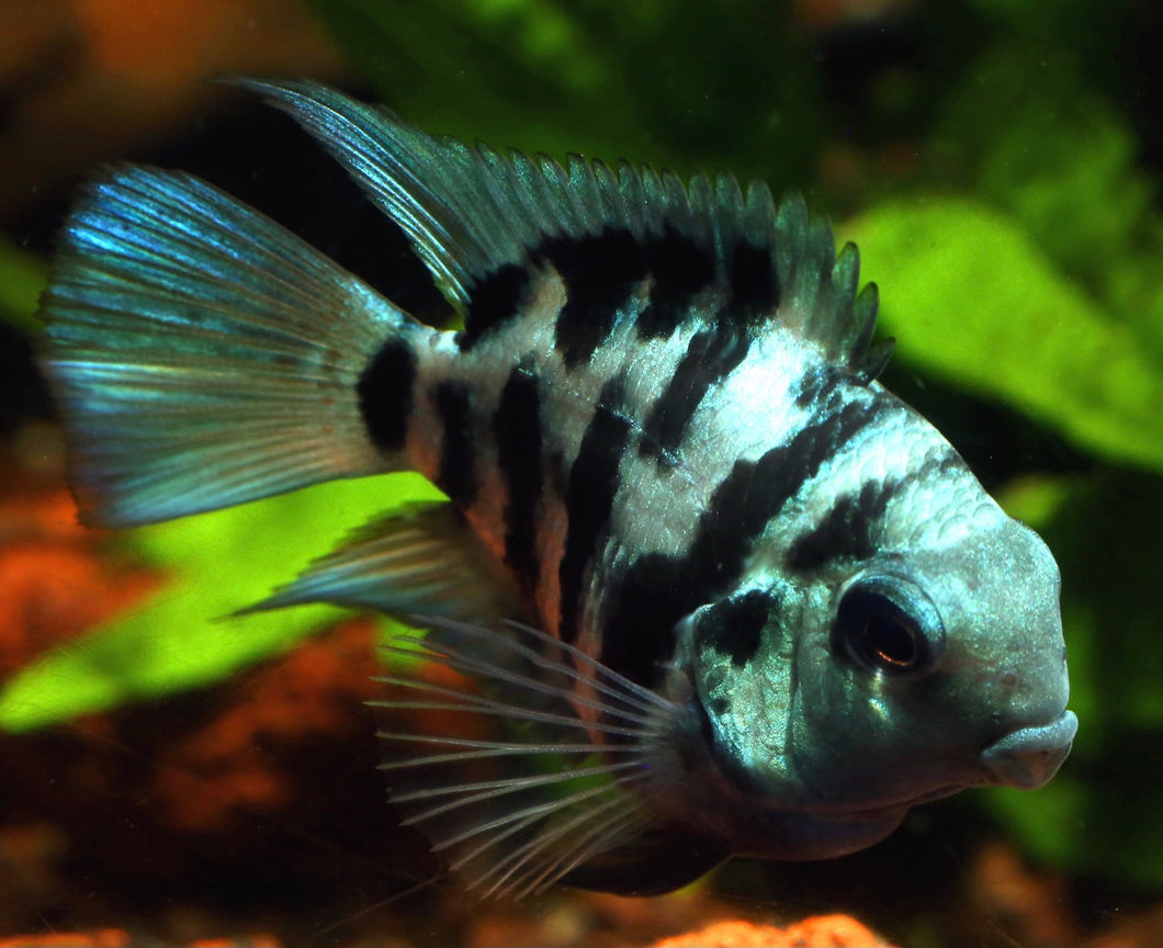 Blue Tiger Parrot