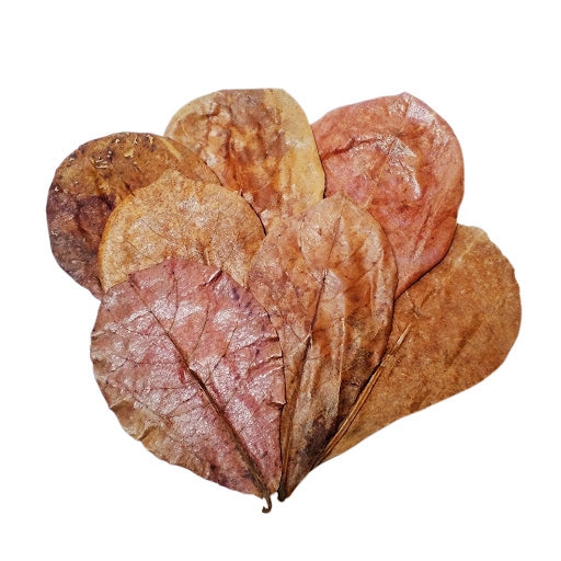 Indian Almond Leaves