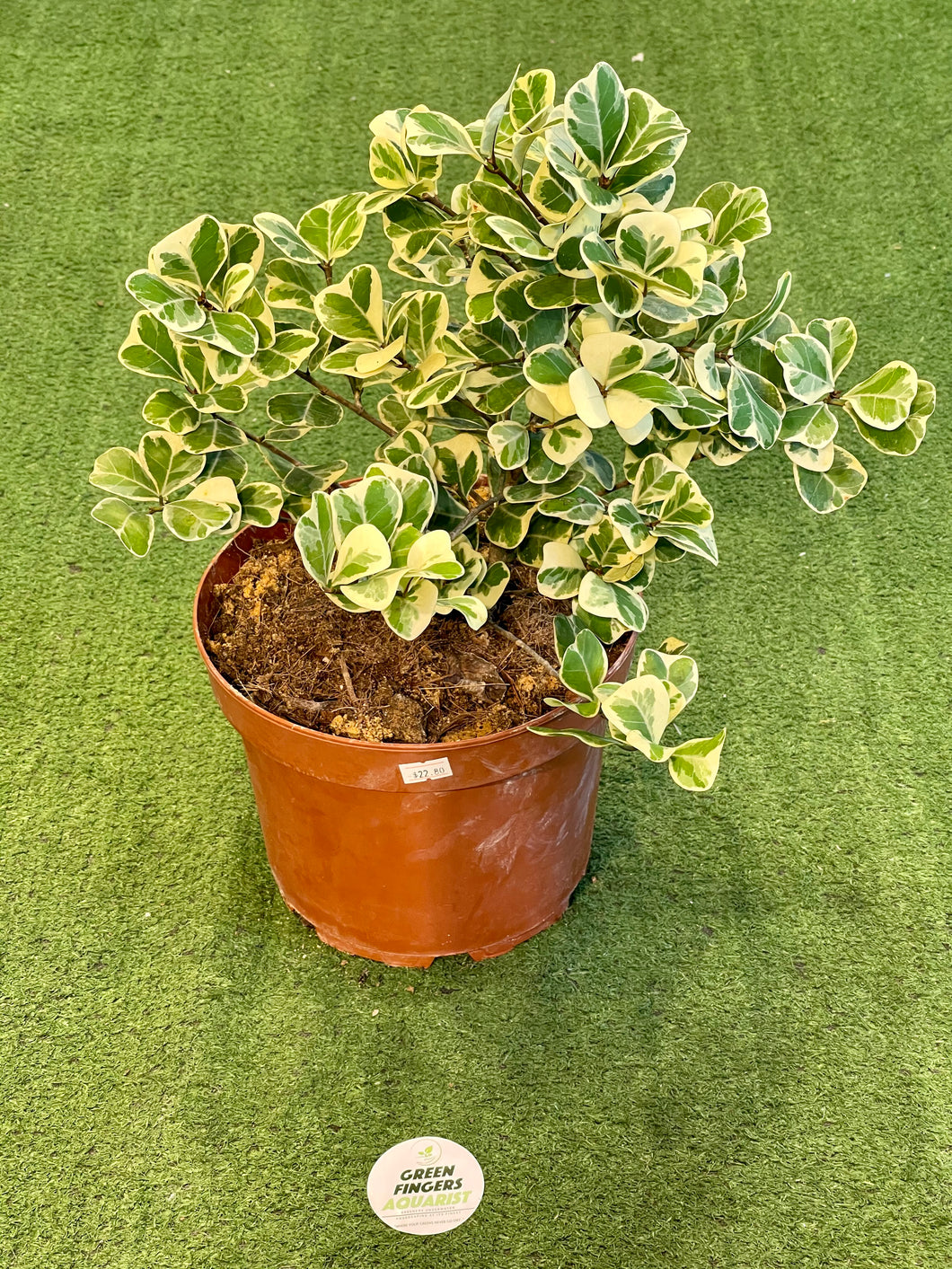 Ficus Triangularis Variegata