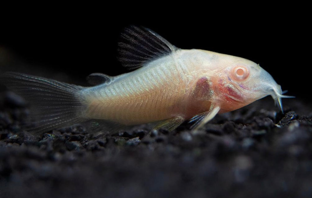 Albino Corydoras Aeneus