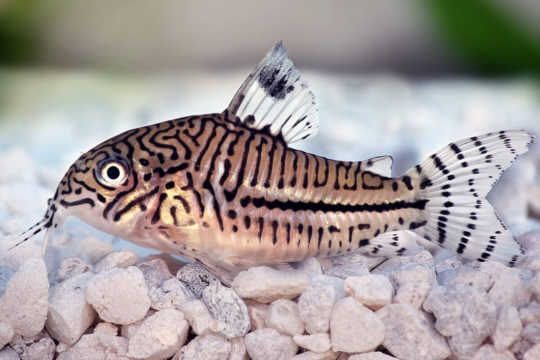 Leopard Corydoras