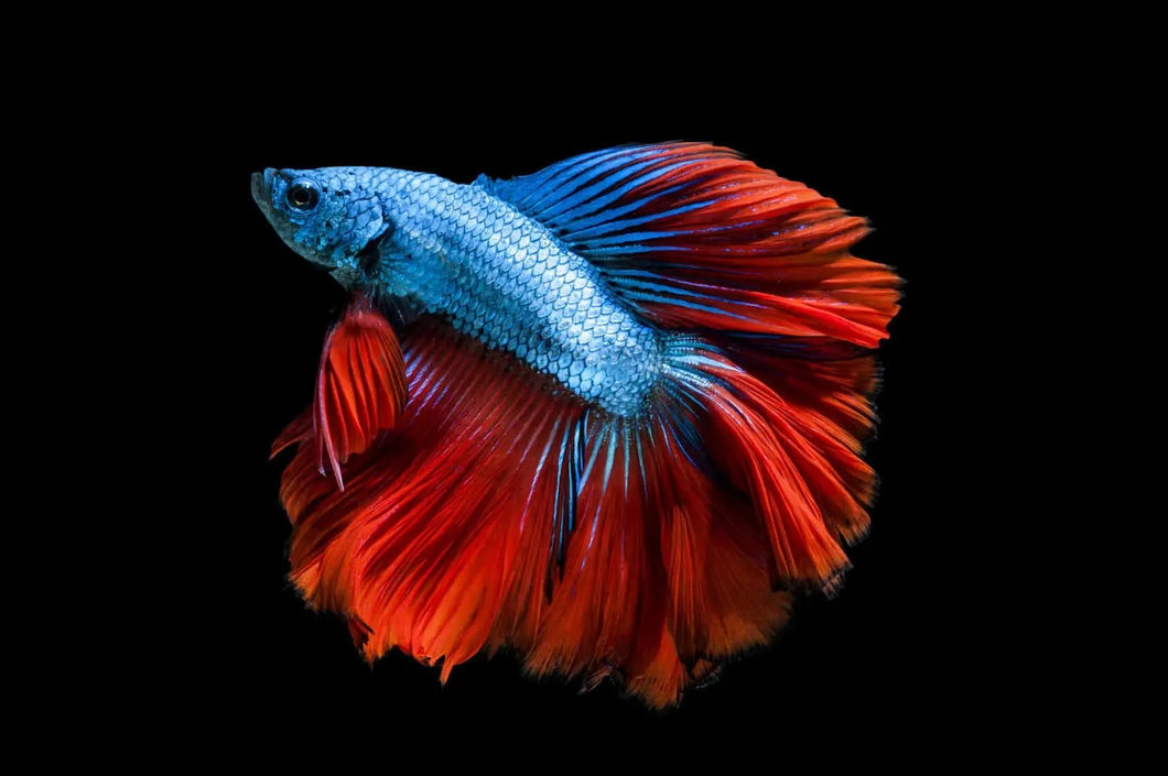 Half Moon Betta