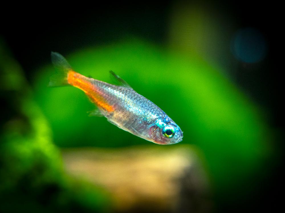 Diamond Head Tetra