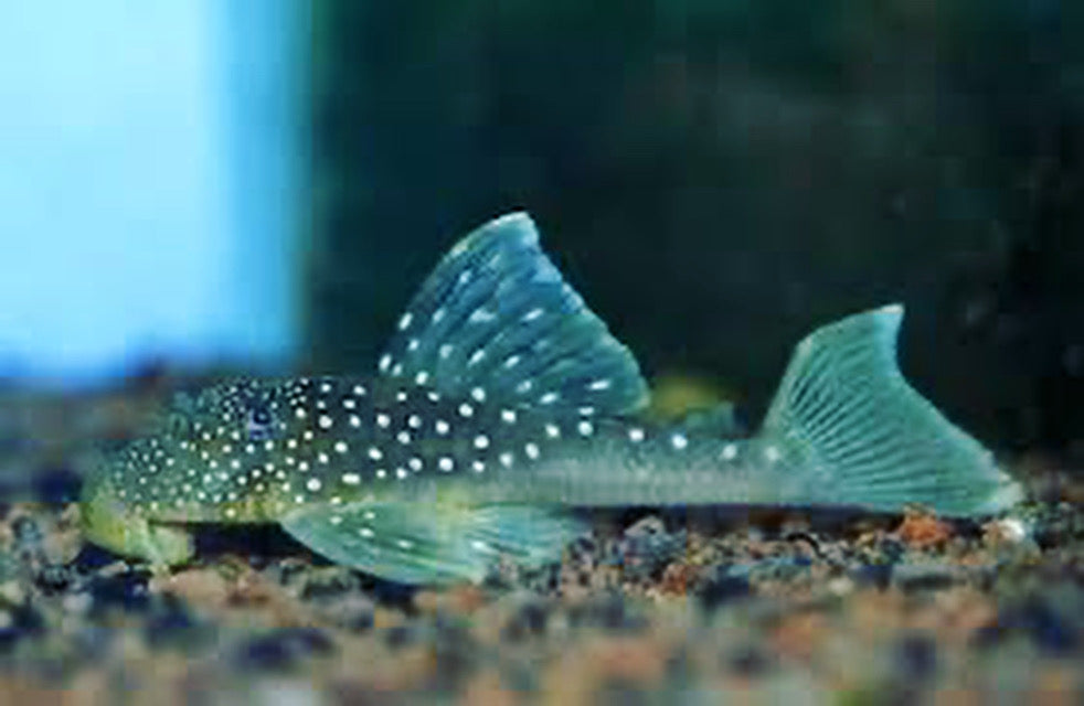 L128 Blue Phantom Pleco