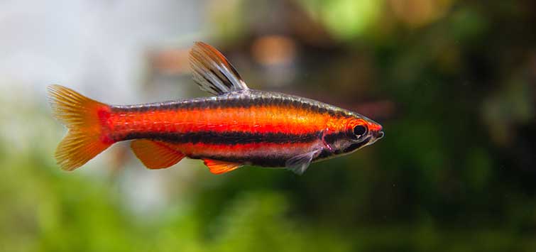 Coral Red Pencil Fish