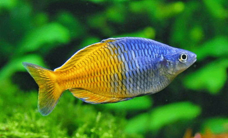 Boesemani Rainbow (Melanotaenia Boesemani)