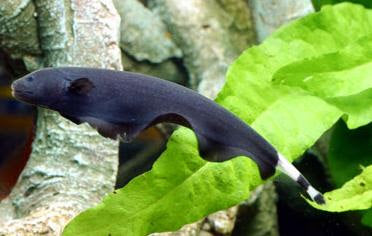 Ghost Knife Fish